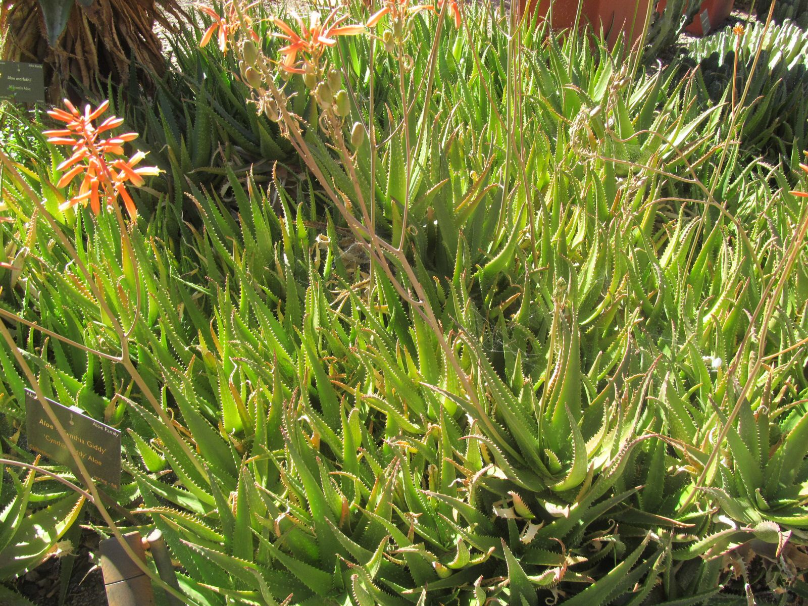 Aloes.jpg