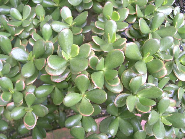 crassula.jpg