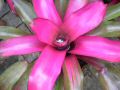 bromeliad2.JPG