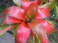 bromeliad.JPG