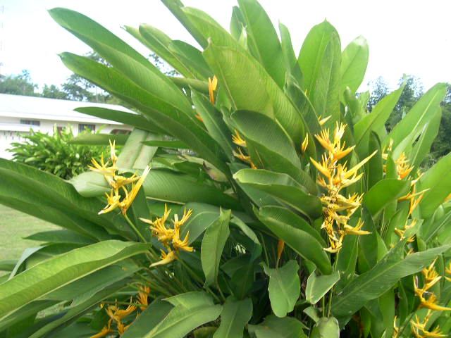 heliconia.JPG