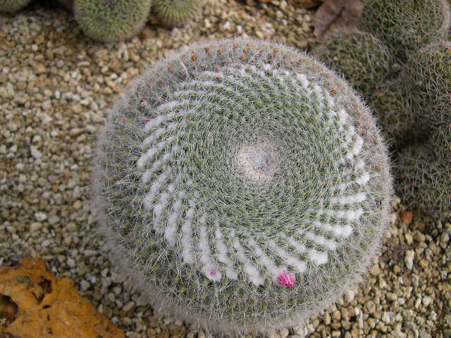 mammallaria10.JPG