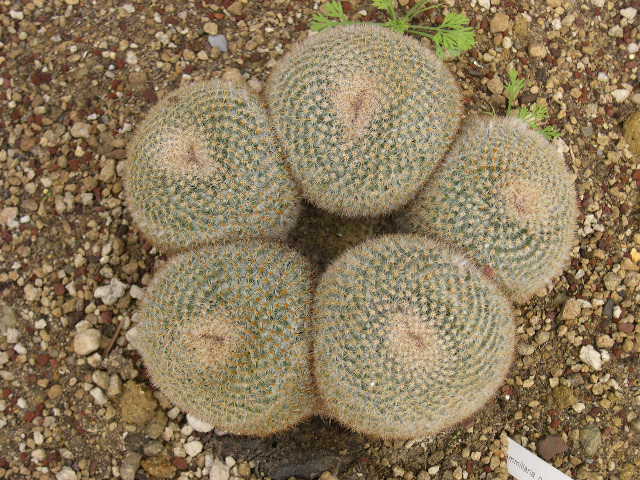 mammallaria5.JPG