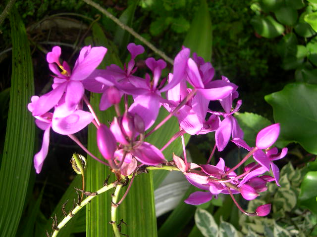 orchid.JPG